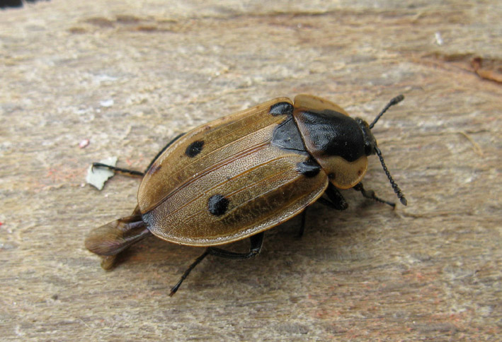 Dendroxena quadrimaculata (Silphidae)
